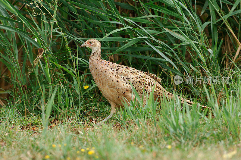 野鸡(Phasianus colchicus)